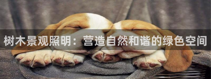 卧龙娱乐彩票兑奖中心:树木景观照明:营造自然和谐的绿色空间